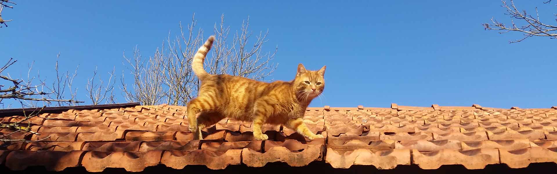 Dürfen wir euch vorstellen - Unsere Katzen